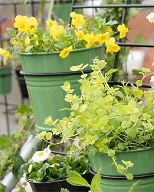 Plantenrek | Dille & Kamille