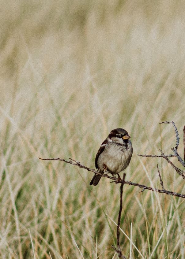 Recensement Des Oiseaux De Jardin Aux Pays Bas Et En Belgique