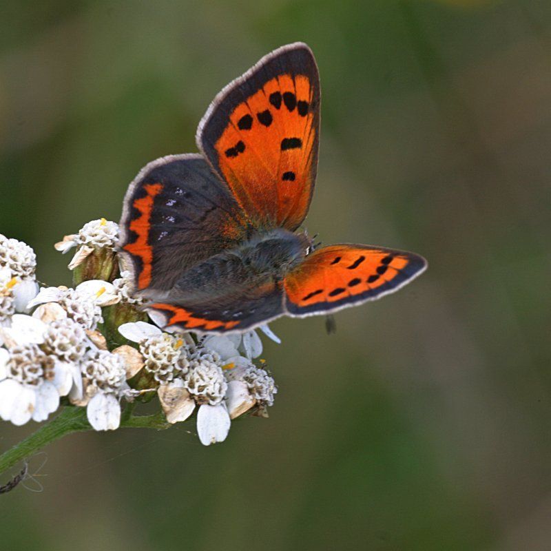 kleine vuur vlinder