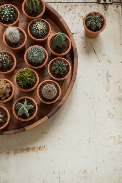 Flowerpot, terracotta, Ø 6.5 cm