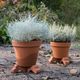 Flower pot carrier, red brick