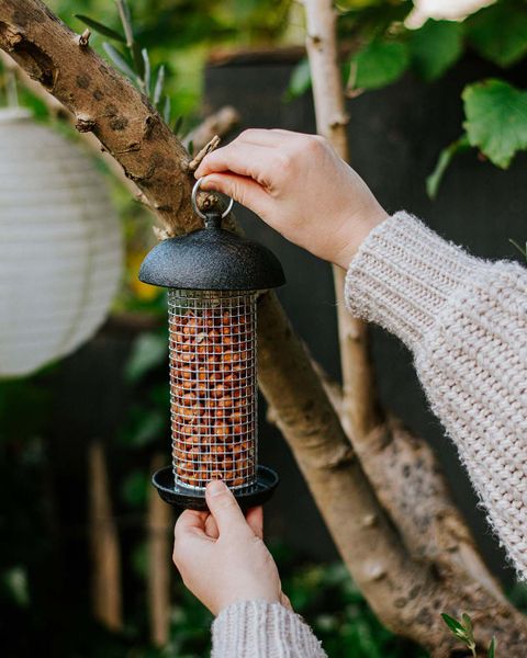 Bird feeder for peanuts