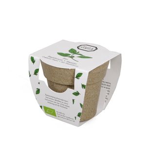 Mini-basilic biologique en pot