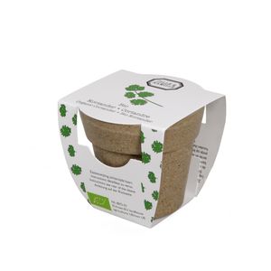 Mini-coriandre biologique en pot