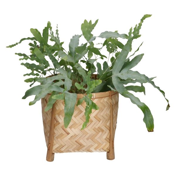Image of Pot op pootjes, bamboe, naturel, groot