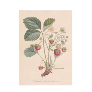 Kaart, aardbeienplant         