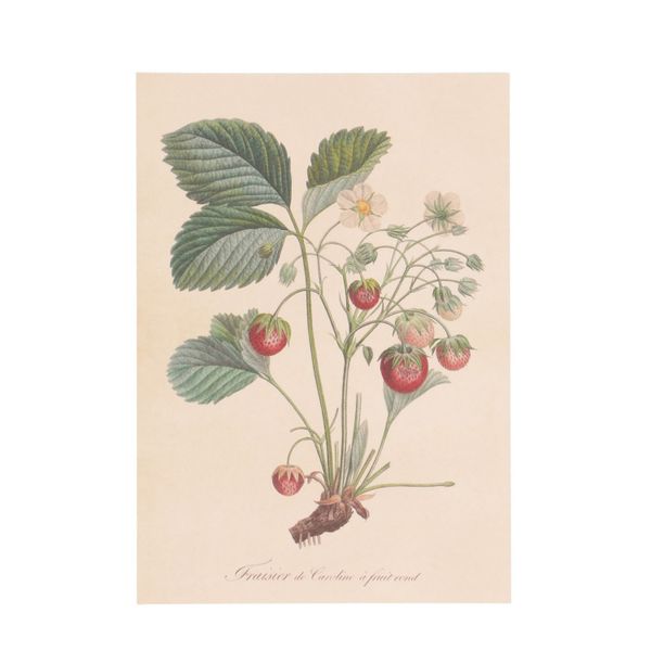 Karte, Erdbeerpflanze