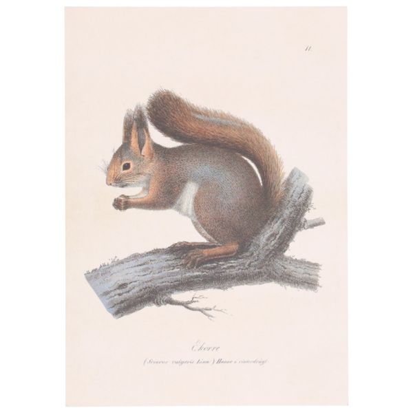 Card, squirrel design
