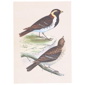 Carte, oiseaux bruns