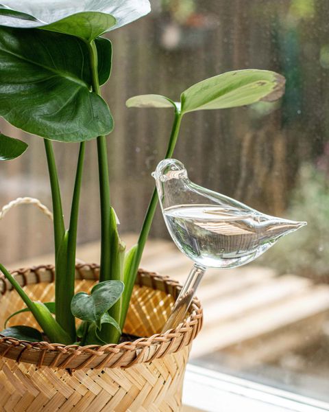 Irrigateur de plantes, verre, oiseau