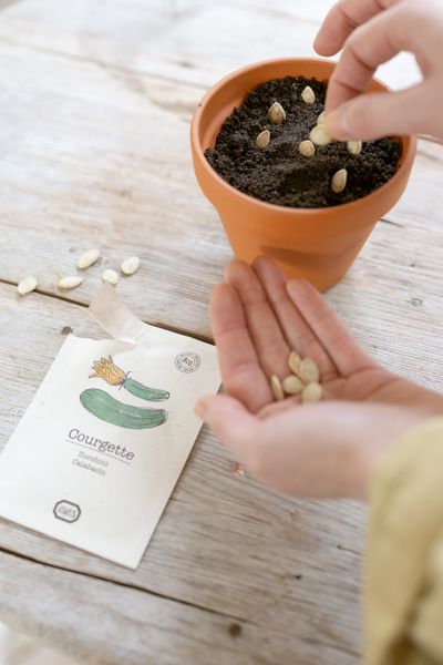 Vegetable seeds, organic, courgette