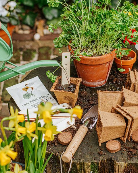 Bloemzaden, biologisch, oostindische kers