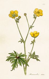 Kaart, boterbloemen