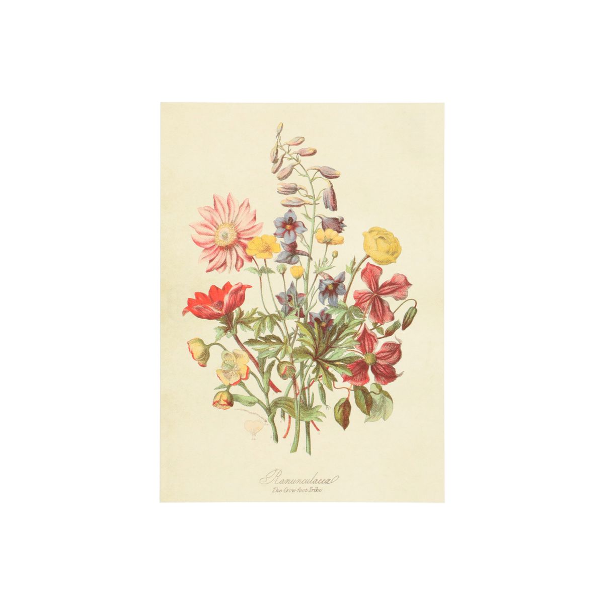 Kaart, Wilde Bloemen | Kaarten | Dille & Kamille