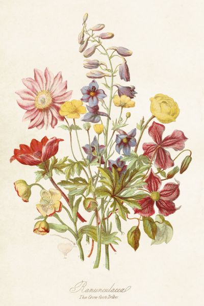 Image of Kaart, wilde bloemen