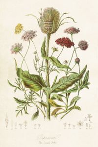 Kaart, wilde distel
