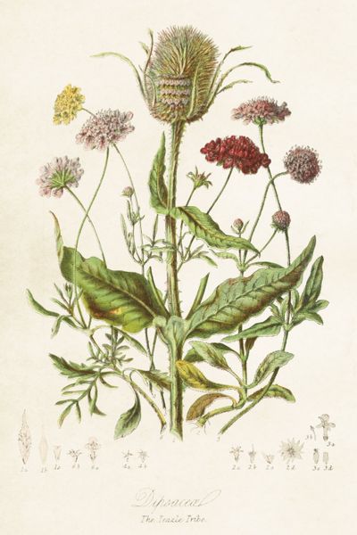Kaart, wilde distel