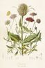 Kaart, wilde distel