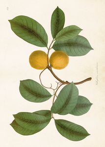 Carte, branche de citron