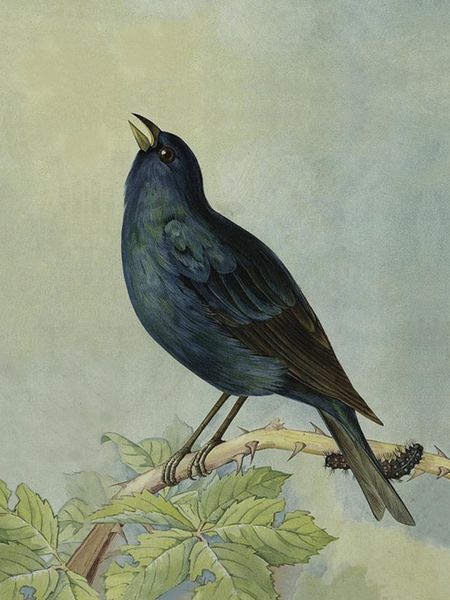 Card, blackbird