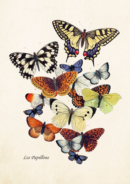 Image of Kaart, vlinders
