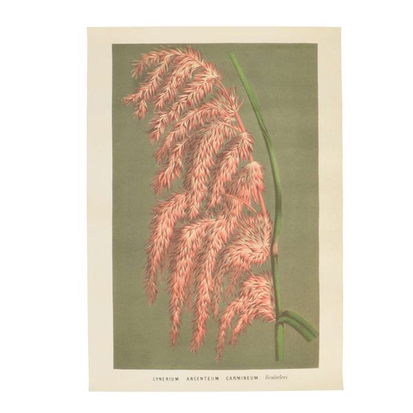 Poster, roze rietpluim, 35 x 50 cm