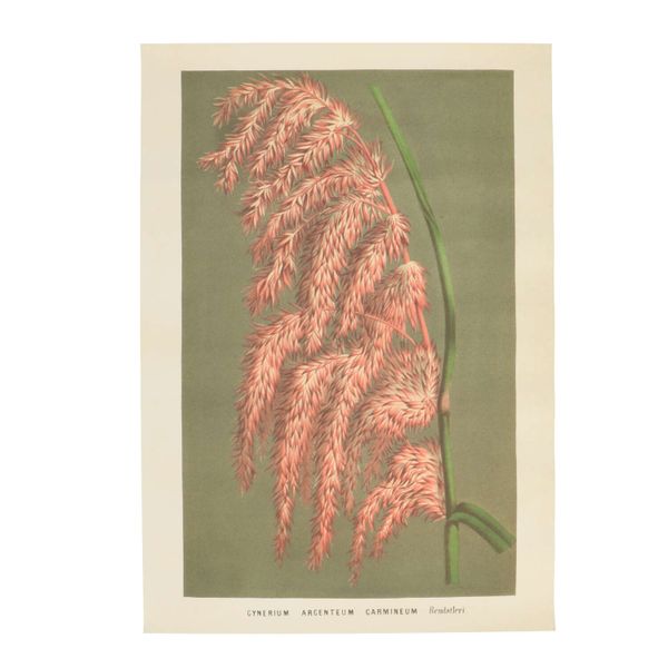 Poster, plume de roseau, rose, 35 x 50 cm