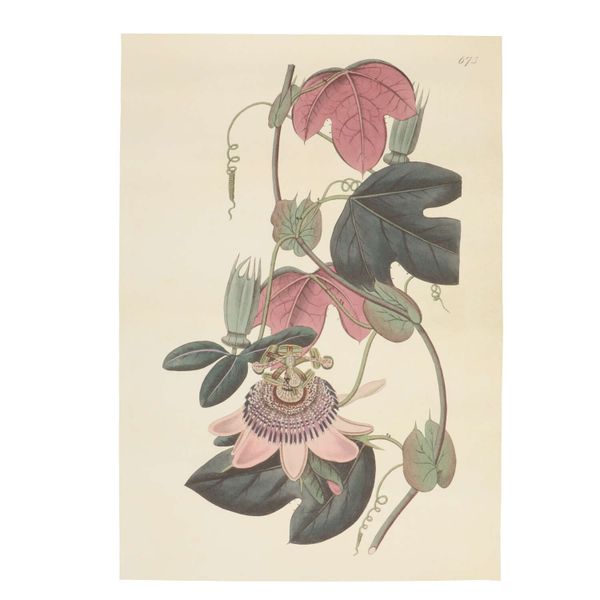 Poster, roze passiebloem, 35 x 50 cm
