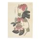 Poster, roze passiebloem, 35 x 50 cm