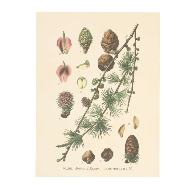 Poster, dennenappel aan tak, 18 x 24 cm