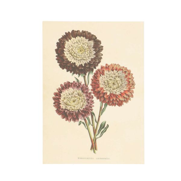 Kaart, grote rode margrieten