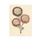 Kaart, grote rode margrieten