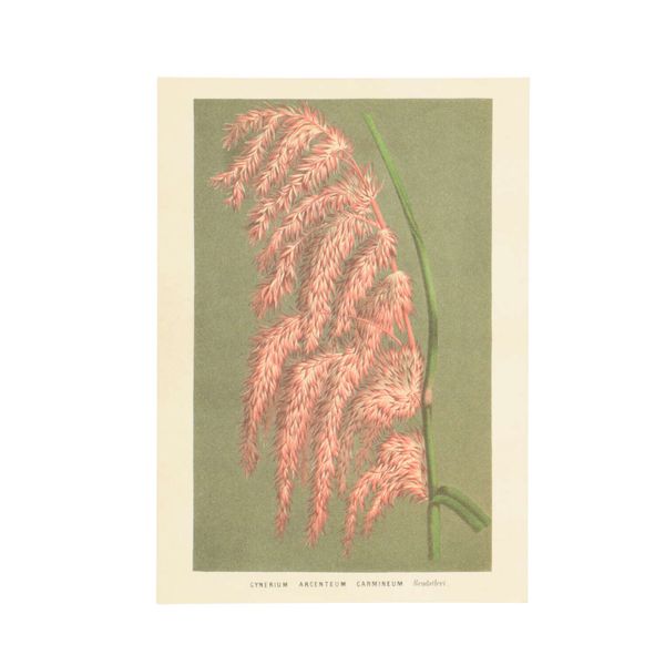 Kaart, rietpluim Kaart, rietpluim