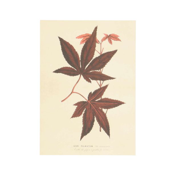 Kaart, acer blad