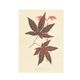 Kaart, acer blad