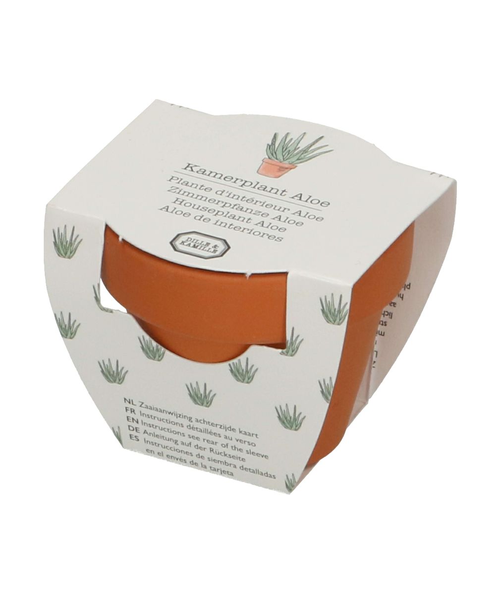 Mini-Topf mit Aloe vera | Saatgut | Dille & Kamille