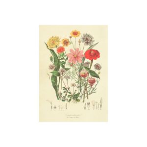 Kaart, cosmea Kaart, cosmea