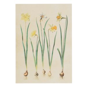 Kaart, narcissen
