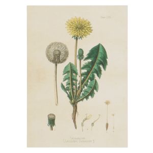 Kaart, paardenbloem