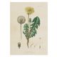 Kaart, paardenbloem