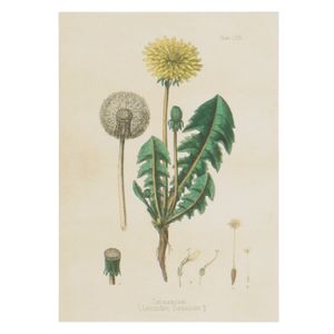 Card, dandelion design