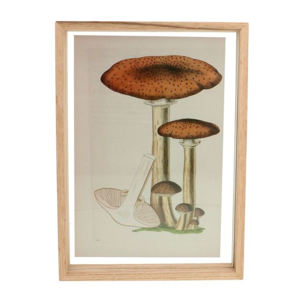 Fotolijst, eikenhout, 21 x 30 cm