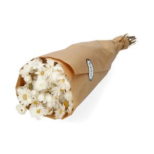 Droogbloemen, Rhodanthe wit