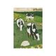Kaart, World Animal Protection, koeien
