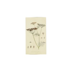 Allumettes, fleur des champs