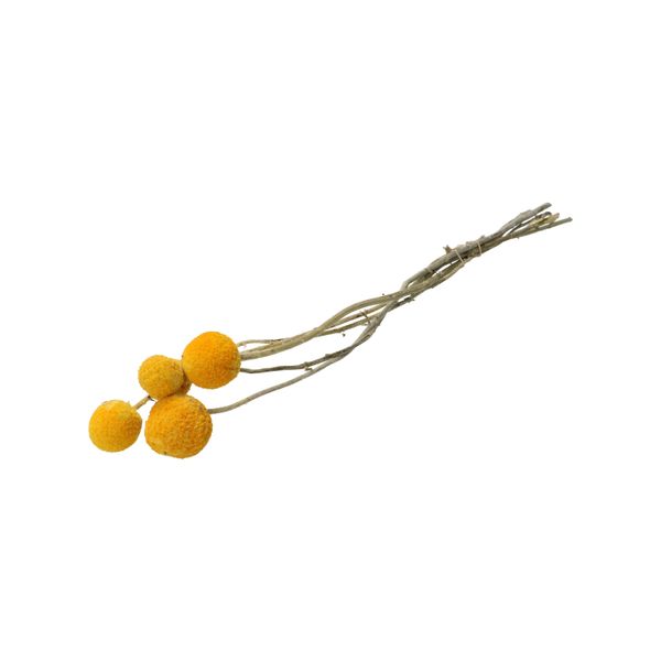 Droogbloemen, Craspedia
