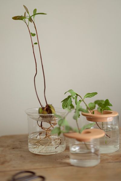 Vase de germination, verre, grand  Vase de germination, verre, grand