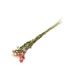 Trockenblumen, natürlich getrocknet und rosa