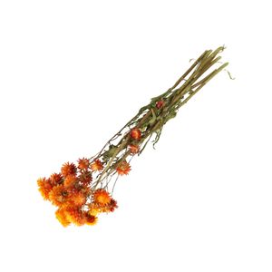 Droogbloemen, helychrisum, oranje
