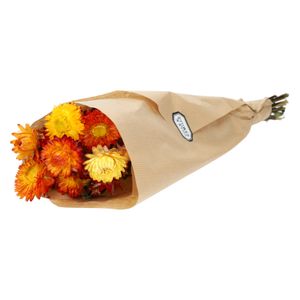 Droogbloemen, helychrisum, oranje Droogbloemen, helychrisum, oranje